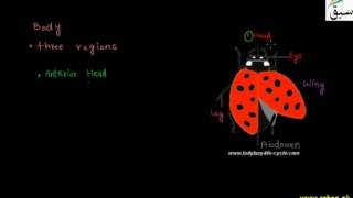 Phylum Arthropoda