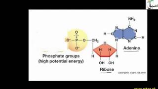 Classification of Nucleotide