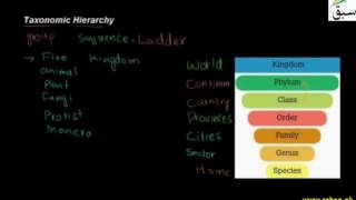 Taxonomic Hierarchy
