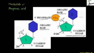 Structure and Role of Nucleic Acids