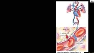 More on Systemic Circulation