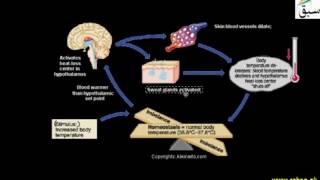 Regulatory Strategies