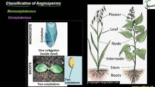 Angiosperms