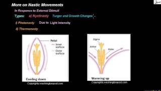 More on Nastic Movements