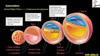 Gastrulation
