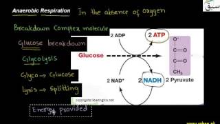 Types of Anaerobic Respiration (Fermentation)