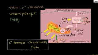 Respiratory chain