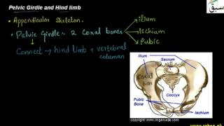 Pelvic Girdle and hind limb