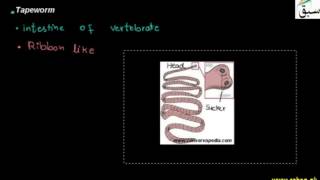 Liver Fluke, Tapeworm