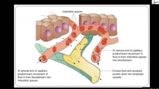 Lymphatic System