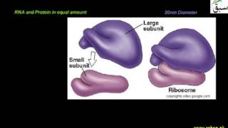 Ribosomes
