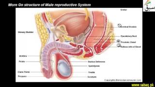 More on Male Reproductive System