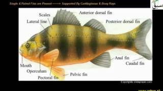 Class Osteichthyes