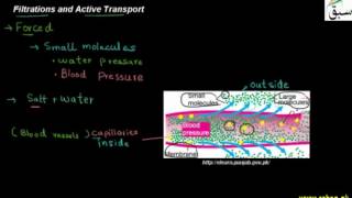 Filtrations and Active Transport