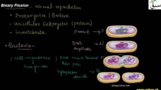 Binary Fission