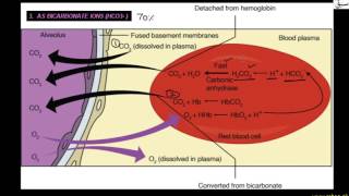 Transport of   (CO2)