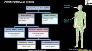 Peripheral Nervous System (PNS)