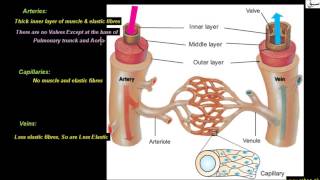 Comparison of Arteries, Capillaries and Veins