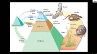 Concept of Trophic Levels