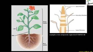Meristem Culture