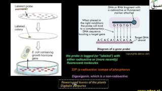 Using Probe for Searching Gene in Genomic Library