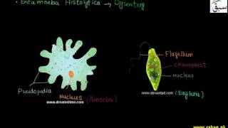 Protozoa, Paramecium