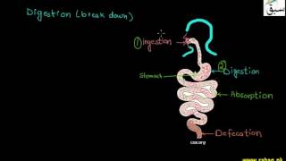 Digestion in Human