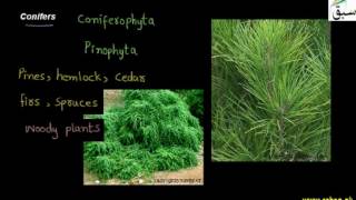 Conifers