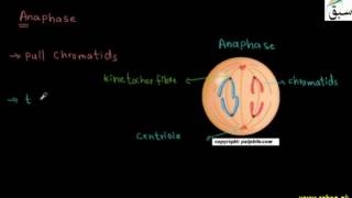 More on Mitosis 1, Metaphase, Anaphase, Telophase