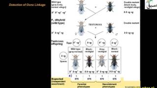 Gene Linkage
