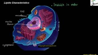 Lipids Characteristics