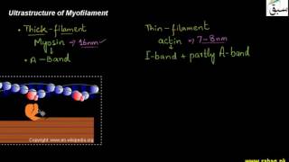 Ultra Structure of Microfilaments