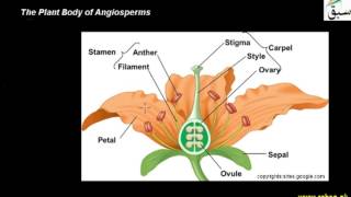 Plant Body of Angiosperms