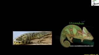 Class Reptilia, Wall Lizard, Snake