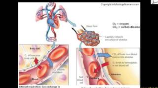 More on Pulmonary Circulation
