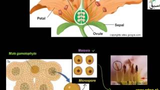 Life Cycle of Flowering Plants