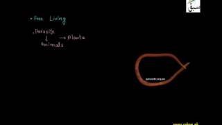 Phylum Nematoda, Ascaris