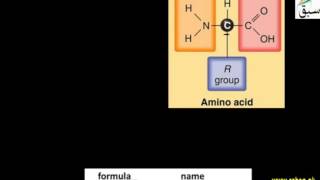 Structure of Amino Acid