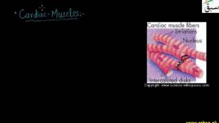 Smooth and Cardiac Muscles
