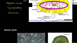 More on Structure of Bacteria