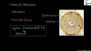Psilopsida