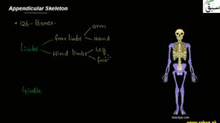 Appendicular Skeleton
