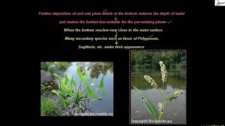 More on Hydrosere