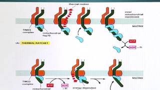 BIO201_Topic155