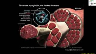 Myoglobin