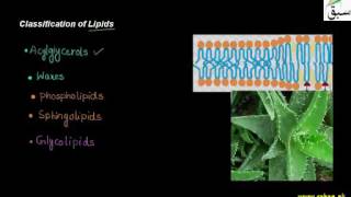 Classification of Lipids