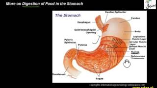 More on Digestion of Food in the Stomach