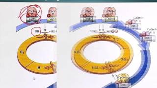 BIO201_Topic143