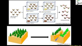 Speciation