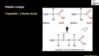 Peptide Linkage